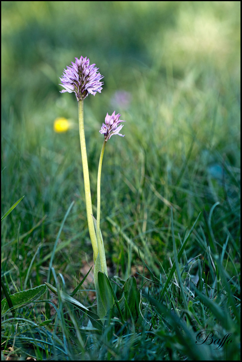 Neotinea tridentata